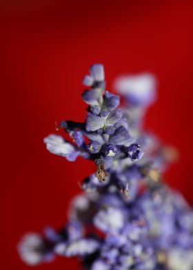 Salvia divinorum flowering