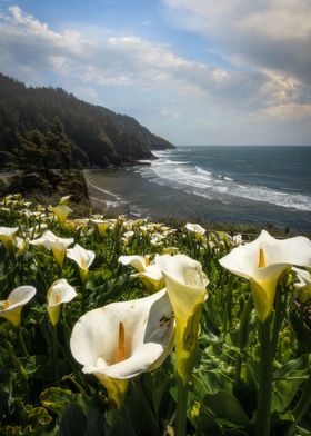 Coastal Calla Lilies