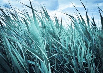 Green cattail field