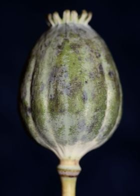 Opium papaver fruit macro