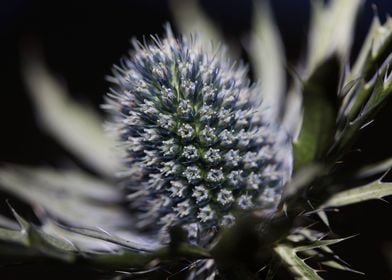 Wild eryngium flower macro