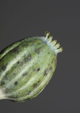 Opium papaver fruit macro