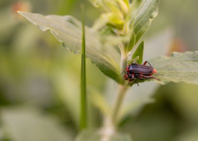 Soldier beetle