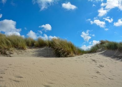 Sand dunes with beach gras