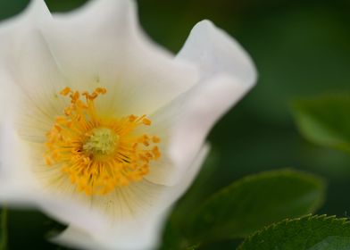 Rose Rosa rubiginosa