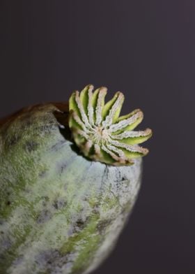 Opium papaver fruit macro