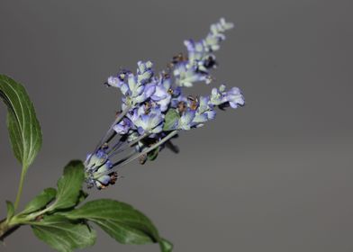 Salvia divinorum flowering