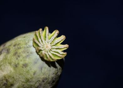 Papaver somniferum opium