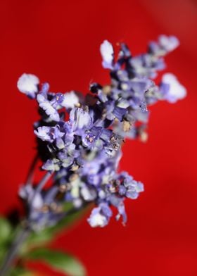 Psychoactive salvia macro