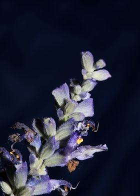 Purple salvia flower macro