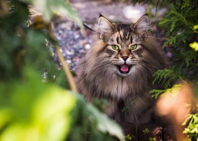 Siberian cat