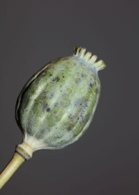 Opium papaver fruit macro