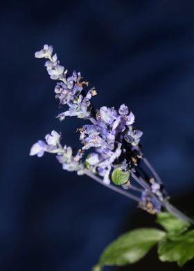 Salvia divinorum flowering