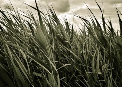 Retro cattail field