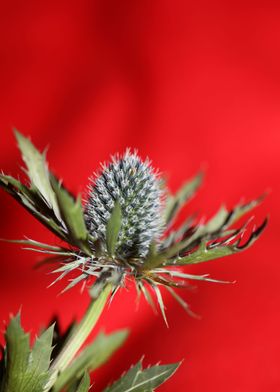 Wild eryngium flower macro