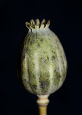 Opium papaver fruit macro