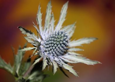 Eryngium planum blossoming