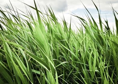 Summer cattail field