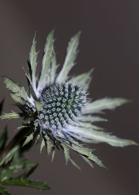 Wild flower blossom macro