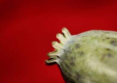 Wild papaver fruit macro