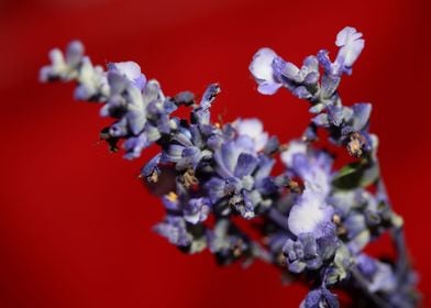 Psychoactive salvia macro