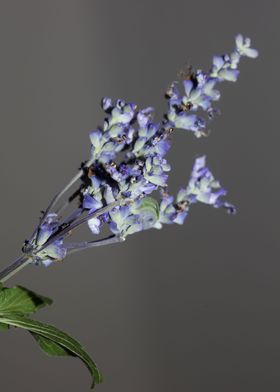 Salvia divinorum flowering