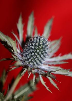 Wild eryngium flower macro