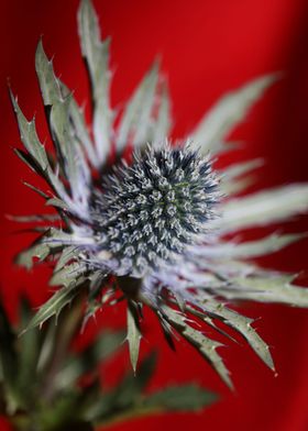 Wild flower blossom macro