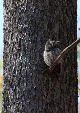 Screech Owl Camouflage