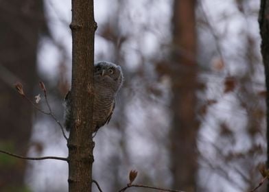 Tree climber