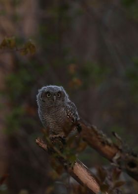 Baby owl at 5am