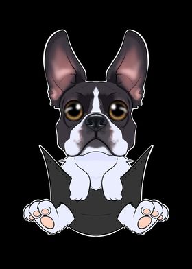 Boston Terrier Puppy