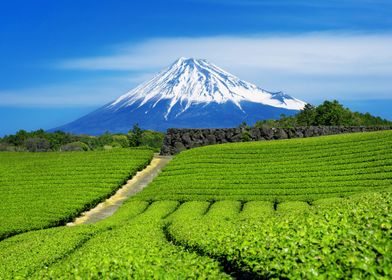Fuji mountains and green t