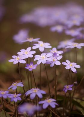 flowers violet