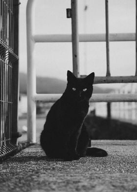 black cat