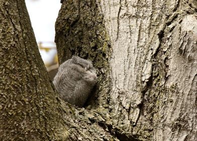 Little puff ball