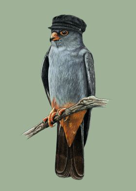 Red footed falcon