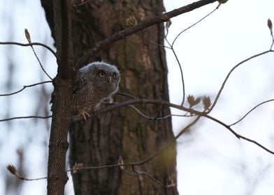 Baby screech owl