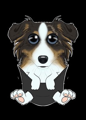 Australian Shepherd Puppy