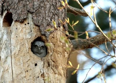 Grumpy baby screech owl