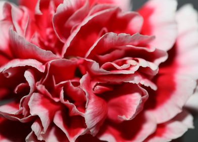 Red dianthus flower macro