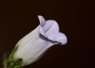 Campanula flower blossom