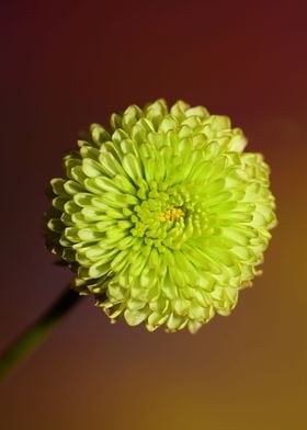 Green chrysanthemum macro