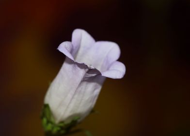 Campanula flower blossom