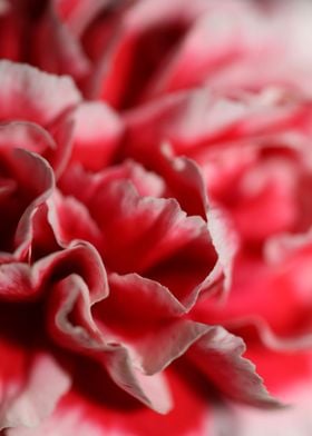 Flower blossoming close up