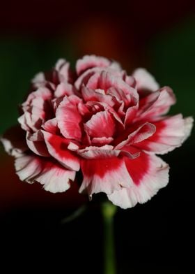 Red dianthus flower macro