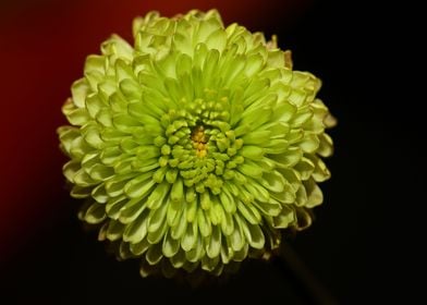 Green chrysanthemum macro