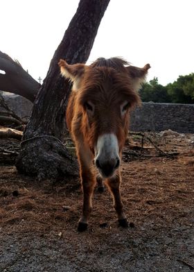 Donkey Greece