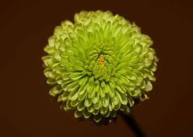 Green flower blossom macro