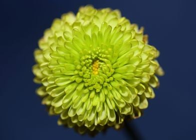 Green chrysanthemum macro